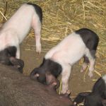 IMG_4475 IMG_4475