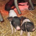 IMG_4480 IMG_4480