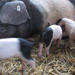 IMG_4481 IMG_4481