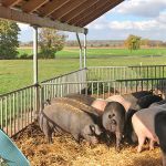 SattelschweineEichelmast SattelschweineEichelmast